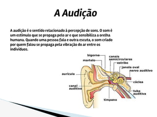 A audição é o sentido relacionado á percepção de sons. O som é
um estímulo que se propaga pelo ar e que sensibiliza a orelha
humana. Quando uma pessoa fala e outra escuta, o som criado
por quem falou se propaga pela vibração do ar entre os
indivíduos.
A Audição
 
