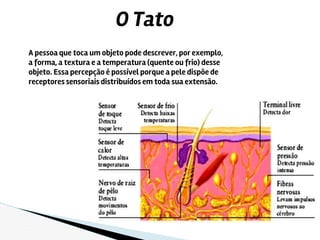 A pessoa que toca um objeto pode descrever, por exemplo,
a forma, a textura e a temperatura (quente ou frio) desse
objeto. Essa percepção é possível porque a pele dispõe de
receptores sensoriais distribuídos em toda sua extensão.
O Tato
 