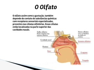O olfato assim como a gustação, também
depende do contato de substâncias químicas
com receptores sensoriais especializados,
presentes nas células olfatórias. Essas células
estão localizadas na parte superior das
cavidades nasais.
O Olfato
 