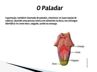 O Paladar
A gustação, também chamada de paladar, relaciona-se à percepção de
sabores. Quando uma pessoa coloca um alimento na boca, ela consegue
identificá-lo como doce, salgado, azedo ou amargo.
 