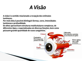 A Visão
A visão é o sentido relacionado a recepção dos estímulos
luminosos.
Por meio dela é possível distinguir formas, cores, intensidades
luminosas e profundidade.
Os olhos apresentam estruturas multicelulares complexas, de
diferentes tipos, e especializadas em diversas funções, bem como
possuem grande quantidade de vasos sanguíneos.
 