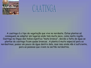 A caatinga é o tipo de vegetação que vive no nordeste. Estas plantas só
conseguem se adaptar em lugares onde tem muita seca, como nesta região.
Caatinga na língua dos índios significa "mata branca", devido a falta de água as
plantas da caatinga ficam quase brancas . A planta é muito especial para os
nordestinos, possui um pouco de água dentro dela, mas isso ainda não é suficiente,
para as pessoas que vivem no sertão nordestino.
 