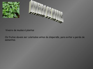 Viveiro de mudas é plantas
Os frutos devem ser coletados antes da dispersão, para evitar a perda de
sementes.
 