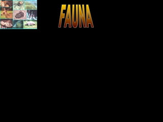 Fauna é o conjunto de espécies animais quem vivem numa
determinada área (floresta, país, ecossistema específico).
A fauna de uma determinada região pode ser muito variada,
dependendo das condições ambientais existentes. A fauna
brasileira, por exemplo, é extremamente rica e variada, pois
nosso país possui uma enorme variedade de ecossistemas.
 