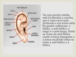 Na sua porção média,
está localizada a concha,
que é uma escavação
profunda e em torno dela
há quatro saliências: a
hélice, a anti-hélice, o
trago e o anti-trago. Entre
as cruas da anti-hélice
existe a fossa triangular e
a fossa escafóide situa-se
entre a anti-hélice e a
hélice.
 