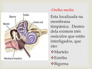 -Orelha media:
Esta localizada na
membrana
timpânica . Dentro
dela existem três
ossículos que estão
interligados, que
são:
Martelo
Estribo
Bigorna
 