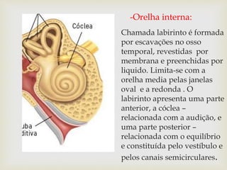 -Orelha interna:
Chamada labirinto é formada
por escavações no osso
temporal, revestidas por
membrana e preenchidas por
liquido. Limita-se com a
orelha media pelas janelas
oval e a redonda . O
labirinto apresenta uma parte
anterior, a cóclea –
relacionada com a audição, e
uma parte posterior –
relacionada com o equilíbrio
e constituída pelo vestíbulo e
pelos canais semicirculares.
 