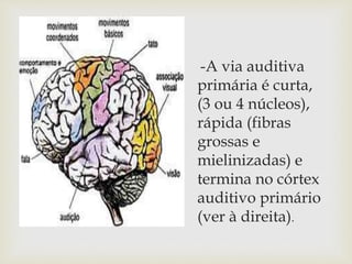 -A via auditiva
primária é curta,
(3 ou 4 núcleos),
rápida (fibras
grossas e
mielinizadas) e
termina no córtex
auditivo primário
(ver à direita).
 