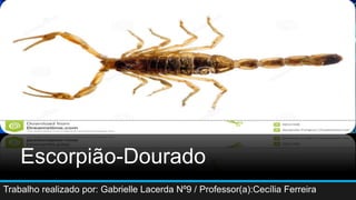 Escorpião-Dourado
Trabalho realizado por: Gabrielle Lacerda Nº9 / Professor(a):Cecília Ferreira
 