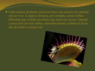  Cada espécie de planta carnívora tem a sua maneira de capturar
um ser vivo. A espécie Dioneia, por exemplo, possui folhas
diferentes que exalam um cheiro que atrai suas presas. Quando
a presa pisa em suas folhas, automaticamente a planta as fecha
não deixando o animal sair.
 