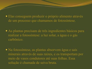  Elas conseguem produzir o próprio alimento através
de um processo que chamamos de fotossíntese.
 As plantas precisam de três ingredientes básicos para
realizar a fotossíntese: a luz solar, a água e o gás
carbônico.
 Na fotossíntese, as plantas absorvem água e sais
minerais através de suas raízes, e os transportam por
meio de vasos condutores até suas folhas. Essa
solução é chamada de seiva bruta.
 