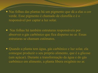  Nas folhas das plantas há um pigmento que dá a elas a cor
verde. Esse pigmento é chamado de clorofila e é o
responsável por captar a luz solar.
 Nas folhas há também estruturas responsáveis por
absorver o gás carbônico que fica disperso no ar. Essas
estruturas se chamam estômatos.
 Quando a planta tem água, gás carbônico e luz solar, ela
consegue produzir o seu próprio alimento, que é a glicose
(um açúcar). Durante a transformação da água e do gás
carbônico em alimento, a planta libera oxigênio no ar.
 