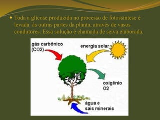  Toda a glicose produzida no processo de fotossíntese é
levada às outras partes da planta, através de vasos
condutores. Essa solução é chamada de seiva elaborada.
 