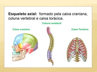 Esqueleto axial: formado pela caixa craniana,
coluna vertebral e caixa torácica.
Coluna vertebral
Caixa craniana Caixa Torácica
 