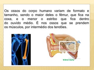 Os ossos do corpo humano variam de formato e
tamanho, sendo o maior deles o fêmur, que fica na
coxa, e o menor o estribo que fica dentro
do ouvido médio. É nos ossos que se prendem
os músculos, por intermédio dos tendões.
fêmur estribo
fêmur estribo
 