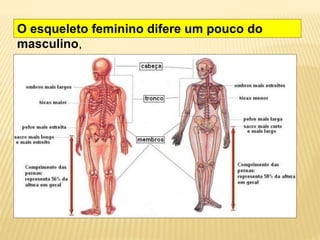 O esqueleto feminino difere um pouco do
masculino,
 