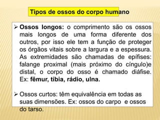 Tipos de ossos do corpo humano
 Ossos longos: o comprimento são os ossos
mais longos de uma forma diferente dos
outros, por isso ele tem a função de proteger
os órgãos vitais sobre a largura e a espessura.
As extremidades são chamadas de epífises:
falange proximal (mais próximo do cíngulo)e
distal, o corpo do osso é chamado diáfise.
Ex: fêmur, tíbia, rádio, ulna.
 Ossos curtos: têm equivalência em todas as
suas dimensões. Ex: ossos do carpo e ossos
do tarso.
 