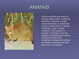 ANIMAIS Entre os animais que vivem no Pampa, estão a ema, o ratão-do-banhado, a capivara, o papa-mosca-do-campo, a curruíra-do-campo, o quero-quero, o gavião-chimango, o tatu, o veado campeiro, o lobo guará e o graxaim. O Pampa é uma das regiões do Planeta onde a fauna de pássaros está mais conservada, graças aos milhares de insetos e pequenos animais que vivem nos campos.  