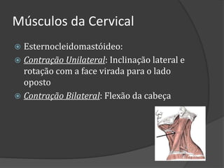 Músculos da Cervical
 Esternocleidomastóideo:
 Contração Unilateral: Inclinação lateral e
rotação com a face virada para o lado
oposto
 Contração Bilateral: Flexão da cabeça
 