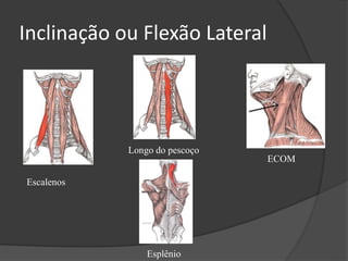 Inclinação ou Flexão Lateral
ECOM
Longo do pescoço
Escalenos
Esplênio
 