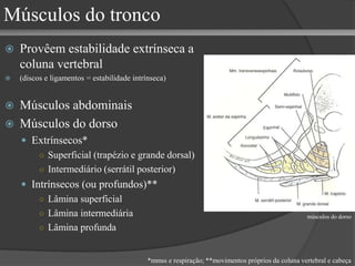 Músculos do tronco
 Provêem estabilidade extrínseca a
coluna vertebral
 (discos e ligamentos = estabilidade intrínseca)
 Músculos abdominais
 Músculos do dorso
 Extrínsecos*
○ Superficial (trapézio e grande dorsal)
○ Intermediário (serrátil posterior)
 Intrínsecos (ou profundos)**
○ Lâmina superficial
○ Lâmina intermediária
○ Lâmina profunda
*mmss e respiração; **movimentos próprios da coluna vertebral e cabeça
músculos do dorso
 
