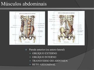 Músculos abdominais
 Parede anterior (ou antero-lateral)
 OBLÍQUO EXTERNO
 OBLÍQUO INTERNO
 TRANSVERSO DO ABDOMEN
 RETO ABDOMINAL
 