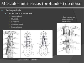 Semi-espinhal; Multífidos
•Intertransversos;
•Interespinhal;
•Rotadores
 Lâmina profunda
 TRASNVERSOESPINHAIS
○ Semi-espinhal
○ Multífido
○ Rotadores
○ Intertransversos
○ Interespinhais
Músculos intrínsecos (profundos) do dorso
 