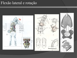 Flexão lateral e rotação
 