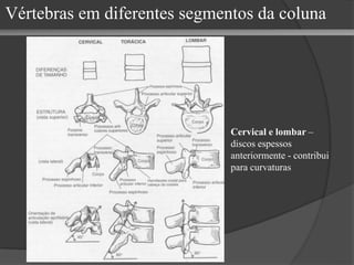 Vértebras em diferentes segmentos da coluna
Cervical e lombar –
discos espessos
anteriormente - contribui
para curvaturas
 