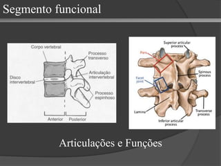 Articulações e Funções
Segmento funcional
 