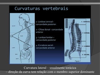 Curvatura lateral – usualmente torácica
– direção da curva tem relação com o membro superior dominante
 