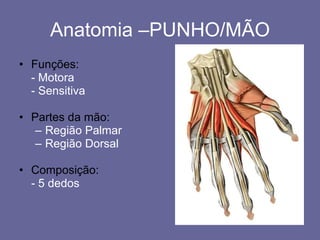 Funções: - Motora - Sensitiva Partes da mão: Região Palmar Região Dorsal Composição: - 5 dedos Anatomia –PUNHO/MÃO 