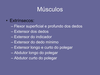 Músculos Extrínsecos: Flexor superficial e profundo dos dedos Extensor dos dedos Extensor do indicador Extensor do dedo mínimo Extensor longo e curto do polegar Abdutor longo do polegar Abdutor curto do polegar 