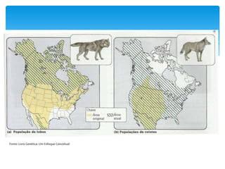 Fonte: Livro Genética: Um Enfoque Conceitual

 