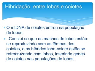Hibridação entre lobos e coiotes

O mtDNA de coiotes entrou na população
de lobos.
Conclui-se que os machos de lobos estão
se reproduzindo com as fêmeas dos
coiotes, e os híbridos lobo-coiote estão se
retrocruzando com lobos, inserindo genes
de coiotes nas populações de lobos.

 
