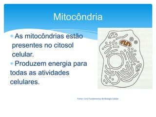 Mitocôndria
As mitocôndrias estão
presentes no citosol
celular.
Produzem energia para
todas as atividades
celulares.
Fonte: Livro Fundamentos da Biologia Celular

 