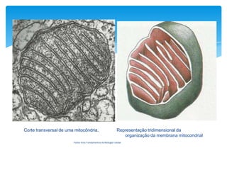 Corte transversal de uma mitocôndria.

Representação tridimensional da
organização da membrana mitocondrial

Fonte: livro Fundamentos da Biologia Celular

 