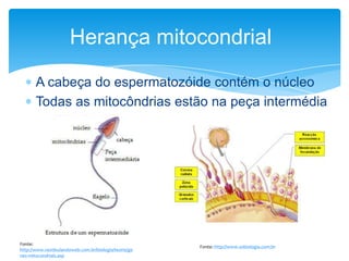 Herança mitocondrial
A cabeça do espermatozóide contém o núcleo
Todas as mitocôndrias estão na peça intermédia

Fonte:
http://www.vestibulandoweb.com.br/biologia/teoria/ge
nes-mitocondriais.asp

Fonte: http://www.sobiologia.com.br

 