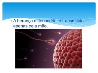 A herança mitocondrial é transmitida
apenas pela mãe.

 