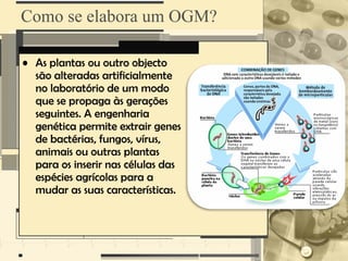 Como se elabora um OGM?

• As plantas ou outro objecto
  são alteradas artificialmente
  no laboratório de um modo
  que se propaga às gerações
  seguintes. A engenharia
  genética permite extrair genes
  de bactérias, fungos, vírus,
  animais ou outras plantas
  para os inserir nas células das
  espécies agrícolas para a
  mudar as suas características.
 