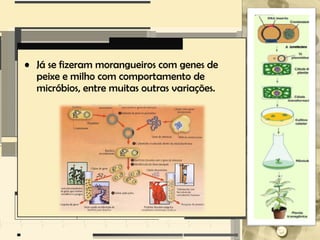 • Já se fizeram morangueiros com genes de
  peixe e milho com comportamento de
  micróbios, entre muitas outras variações.
 
