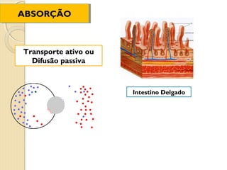 ABSORÇÃO
ABSORÇÃO



Transporte ativo ou
  Difusão passiva



                      Intestino Delgado
 