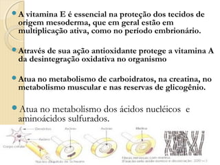 A vitamina E é essencial na proteção dos tecidos de
 origem mesoderma, que em geral estão em
 multiplicação ativa, como no período embrionário.

Através de sua ação antioxidante protege a vitamina A
 da desintegração oxidativa no organismo

Atuano metabolismo de carboidratos, na creatina, no
 metabolismo muscular e nas reservas de glicogênio.

Atua no metabolismo dos ácidos nucléicos e
 aminoácidos sulfurados.
 