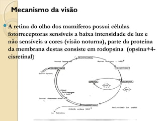 Mecanismo da visão

A retina do olho dos mamíferos possui células
 fotorreceptoras sensíveis a baixa intensidade de luz e
 não sensíveis a cores (visão noturna), parte da proteína
 da membrana destas consiste em rodopsina (opsina+4-
 cisretinal)
 