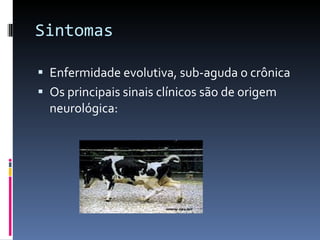 Sintomas Enfermidade evolutiva, sub-aguda o crônica Os principais sinais clínicos são de origem neurológica:  