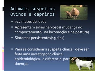 Animais suspeitos Ovinos e caprinos >12 meses de idade Apresentam sinais nervosos( mudança no comportamento,  na locomoção e na postura) Sintomas persistentes(15 dias) Para se considerar a suspeita clínica,  deve ser feita uma investigação clínica, epidemiológica,  e diferencial para outras doenças.  