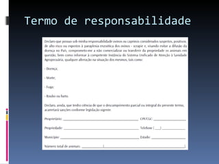 Termo de responsabilidade 