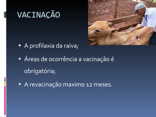 VACINAÇÃO A profilaxia da raiva; Áreas de ocorrência a vacinação é obrigatória; A revacinação maximo 12 meses. 
