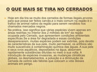 O QUE MAIS SE TIRA NO CERRADOS
   Hoje em dia tira se muito dos cerrados de formas ilegais,arvores
    para que possa ser feitos carvão,e o mais comum na região é o
    trafico de animal nativo da região para serem vendidos nos
    chamados mercados negros.
   Na prática, isso significa que várias espécies vivem apenas em
    áreas restritas no interior dos 2 milhões de km2 da região
    ocupada pelo Cerrado, que apresentem condições ambientais
    específicas.Se a área for degradada e essas condições
    desaparecerem, muitas espécies podem ser extintas, pois devido
    às características da sua pele, muito permeável, os anfíbios são
    muito suscetíveis à contaminação química das águas. A sua pele
    e seus ovos aquáticos, depositados na água, absorvem
    rapidamente substâncias diluídas no meio à sua volta. A
    introdução de espécies invasoras, as mudanças climáticas
    globais, os desmatamentos, a poluição e a diminuição da
    camada de ozônio são fatores que colocam a vida desses
    animais em perigo.
 