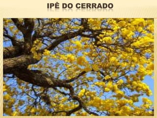 IPÊ DO CERRADO
 